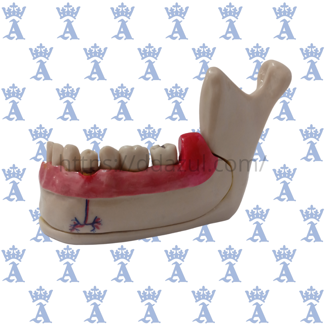 MANDIBULAC/NERVIO DENTARIO SANDO